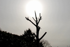 054.2026-02-17-A-Poole-Garden-in-Winter.-54-