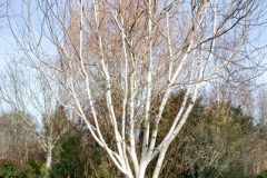 030.2026-02-17-To-Holme-Garden-Centre-for-breakfast-Garden.-30-