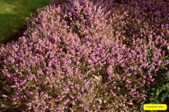 034.2026-02-17-To-Holme-Garden-Centre-for-breakfast-Garden.-34-