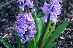 047.2026-02-17-To-Holme-Garden-Centre-for-breakfast-Garden.-47-