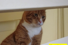 053.2026-01-31-MBF-Meeting-at-Ringwood.-Hampshire.-53-