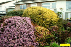 005.2026-03-15-A-Poole-Garden-on-Mothering-Sunday.-5-