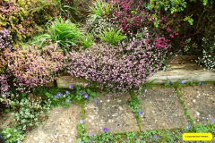 006.2026-03-15-A-Poole-Garden-on-Mothering-Sunday.-6-