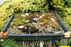 012.2026-03-15-A-Poole-Garden-on-Mothering-Sunday.-12-