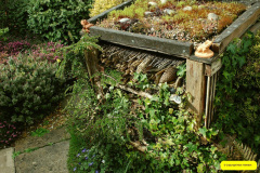 013.2026-03-15-A-Poole-Garden-on-Mothering-Sunday.-13-