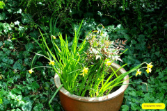 017.2026-03-15-A-Poole-Garden-on-Mothering-Sunday.-17-