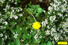 019.2026-03-15-A-Poole-Garden-on-Mothering-Sunday.-19-