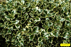 021.2026-03-15-A-Poole-Garden-on-Mothering-Sunday.-21-