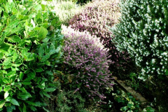 022.2026-03-15-A-Poole-Garden-on-Mothering-Sunday.-22-