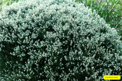 025.2026-03-15-A-Poole-Garden-on-Mothering-Sunday.-25-