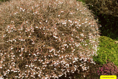 027.2026-03-15-A-Poole-Garden-on-Mothering-Sunday.-27-