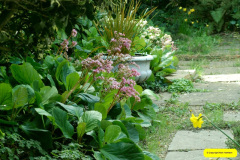 031.2026-03-15-A-Poole-Garden-on-Mothering-Sunday.-31-