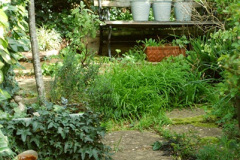 032.2026-03-15-A-Poole-Garden-on-Mothering-Sunday.-32-