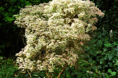 034.2026-03-15-A-Poole-Garden-on-Mothering-Sunday.-34-