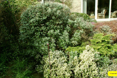 041.2026-03-15-A-Poole-Garden-on-Mothering-Sunday.-41-