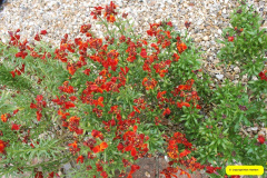 016.2026-03-25-to-27-Wiltshire-3-Day-Break.-16-Stourhead-NT-1