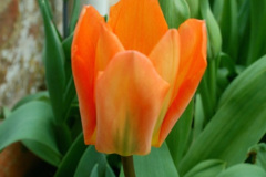 017.2026-03-25-to-27-Wiltshire-3-Day-Break.-17-Stourhead-NT-1