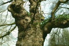 031.2026-03-25-to-27-Wiltshire-3-Day-Break.-31-Stourhead-NT-1