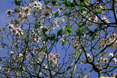 063.2026-03-25-to-27-Wiltshire-3-Day-Break.-63-Stourhead-NT-1