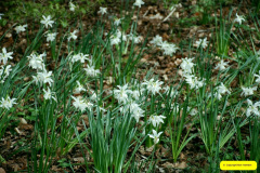 149.2026-03-25-to-27-Wiltshire-3-Day-Break.-149-The-Courts-Garden-NT-1-