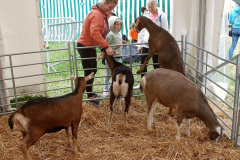 062.2026-05-10-Dorset-Spring-Show-Puddletown-Dorset.-62-