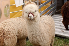 079.2026-05-10-Dorset-Spring-Show-Puddletown-Dorset.-79-