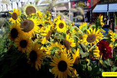 021.2026-09-05-Bridport-Dorset-Hat-Festival.-21-