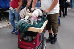 244.2026-09-05-Bridport-Dorset-Hat-Festival.-244-