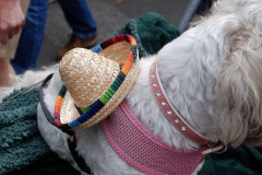 245.2026-09-05-Bridport-Dorset-Hat-Festival.-245-