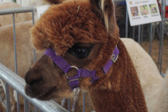 055.2026-09-02-Dorset-County-Show-Dorchester-Dorset.-55-