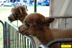056.2026-09-02-Dorset-County-Show-Dorchester-Dorset.-56-