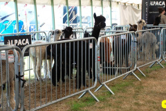 058.2026-09-02-Dorset-County-Show-Dorchester-Dorset.-58-