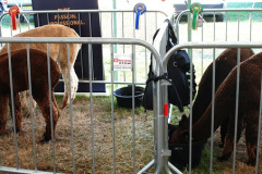 059.2026-09-02-Dorset-County-Show-Dorchester-Dorset.-59-