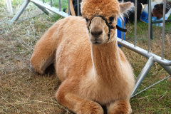 062.2026-09-02-Dorset-County-Show-Dorchester-Dorset.-62-