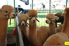 063.2026-09-02-Dorset-County-Show-Dorchester-Dorset.-63-
