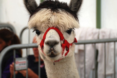 064.2026-09-02-Dorset-County-Show-Dorchester-Dorset.-64-