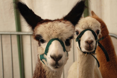 068.2026-09-02-Dorset-County-Show-Dorchester-Dorset.-68-