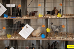 102.2026-09-02-Dorset-County-Show-Dorchester-Dorset.-102-