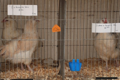 103.2026-09-02-Dorset-County-Show-Dorchester-Dorset.-103-