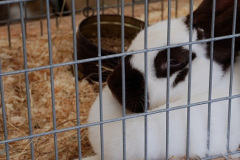 105.2026-09-02-Dorset-County-Show-Dorchester-Dorset.-105-