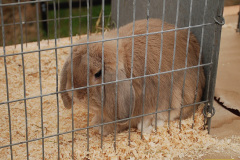 106.2026-09-02-Dorset-County-Show-Dorchester-Dorset.-106-