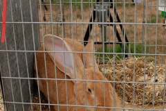 107.2026-09-02-Dorset-County-Show-Dorchester-Dorset.-107-