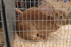 108.2026-09-02-Dorset-County-Show-Dorchester-Dorset.-108-