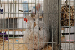 109.2026-09-02-Dorset-County-Show-Dorchester-Dorset.-109-