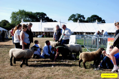212.2026-09-02-Dorset-County-Show-Dorchester-Dorset.-212-Sheep
