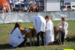 215.2026-09-02-Dorset-County-Show-Dorchester-Dorset.-215-