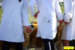 218.2026-09-02-Dorset-County-Show-Dorchester-Dorset.-218-
