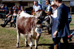 221.2026-09-02-Dorset-County-Show-Dorchester-Dorset.-221-Cattle