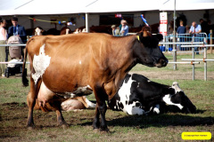 223.2026-09-02-Dorset-County-Show-Dorchester-Dorset.-223-