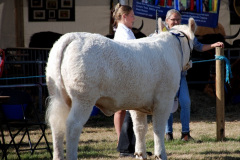 226.2026-09-02-Dorset-County-Show-Dorchester-Dorset.-226-